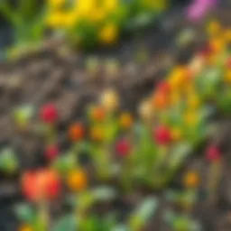 Colorful seedlings sprouting in a garden bed