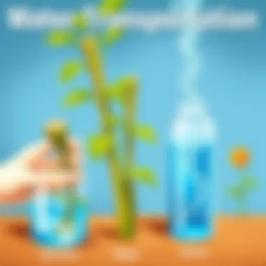 Hands-on experiment demonstrating water transportation in stems