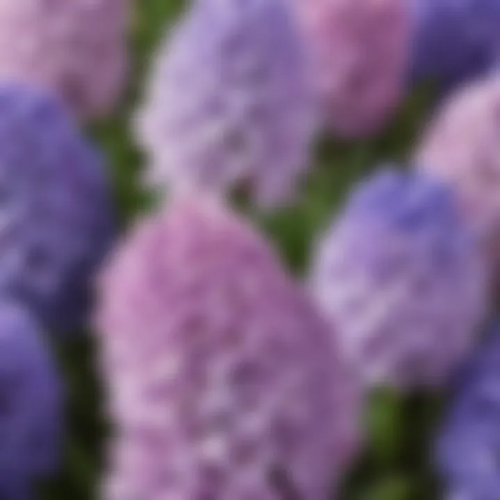 Fragrant Hyacinths Close-up