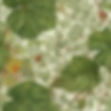 Botanical Mechanism of Leaf Movement Botanical Mechanism of Leaf Movement