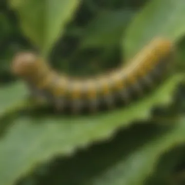 Colorful caterpillar munching on a green leaf