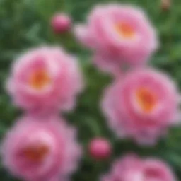 Blooming pink peonies in a garden