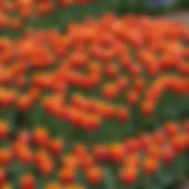 Close-up of colorful tulips in a flower bed