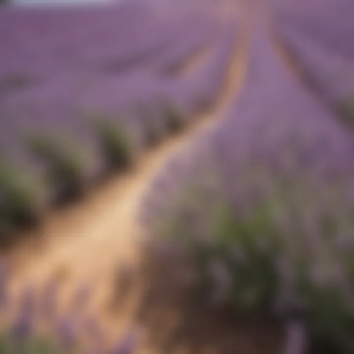 Sunlit lavender field with bees pollinating