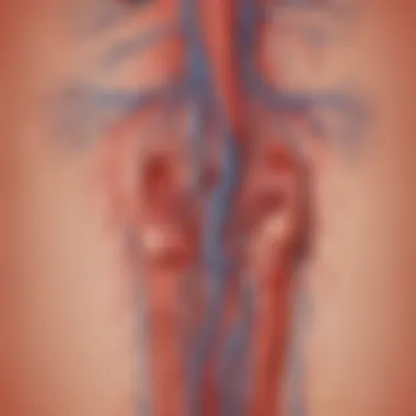 Diagram of the circulatory system highlighting blood flow