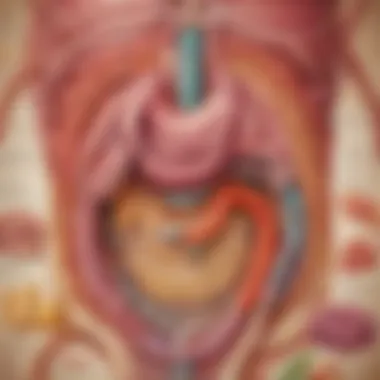 Visual representation of the digestive system with labeled organs