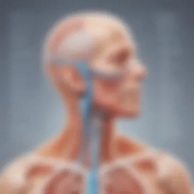 Chart depicting the respiratory system and its functions