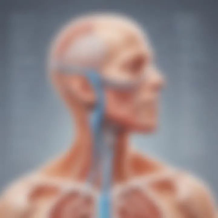 Chart depicting the respiratory system and its functions