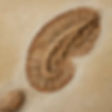 Detail of a Completed Fossil Close-up of a finished fossil