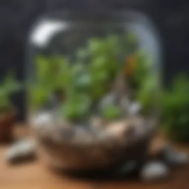 Artistic Arrangement of Natural Elements Terrarium with decorative rocks and pebbles
