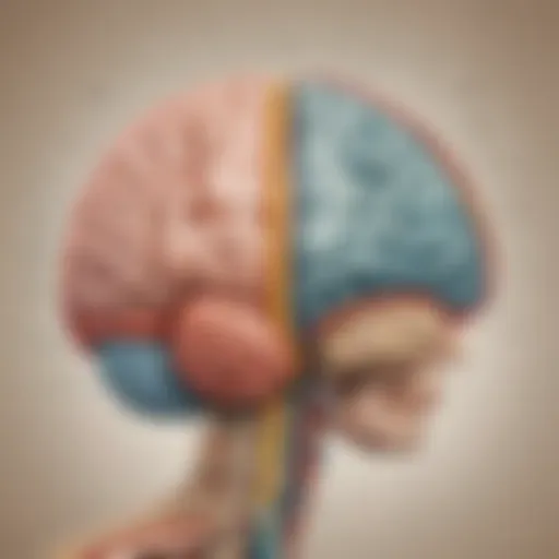 Illustration showing brain hemispheres