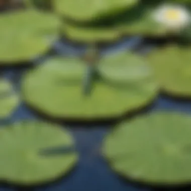 Dragonfly Resting on Lily Pad