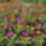 Colorful seedlings sprouting in a garden bed