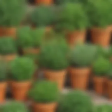 Fresh Herbs in Containers A close-up of herbs growing in pots