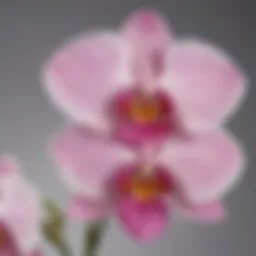 Blooming Pink Orchid