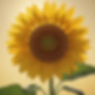 Elegant Sunflower Bathed in Sunlight