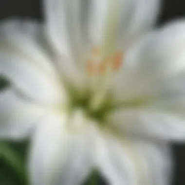 Elegant White Lily Petals Close-Up