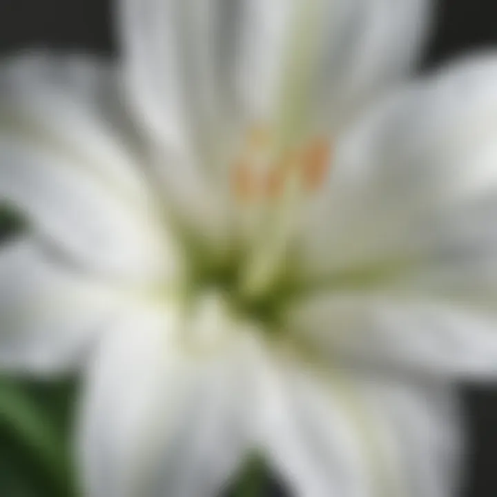 Elegant White Lily Petals Close-Up