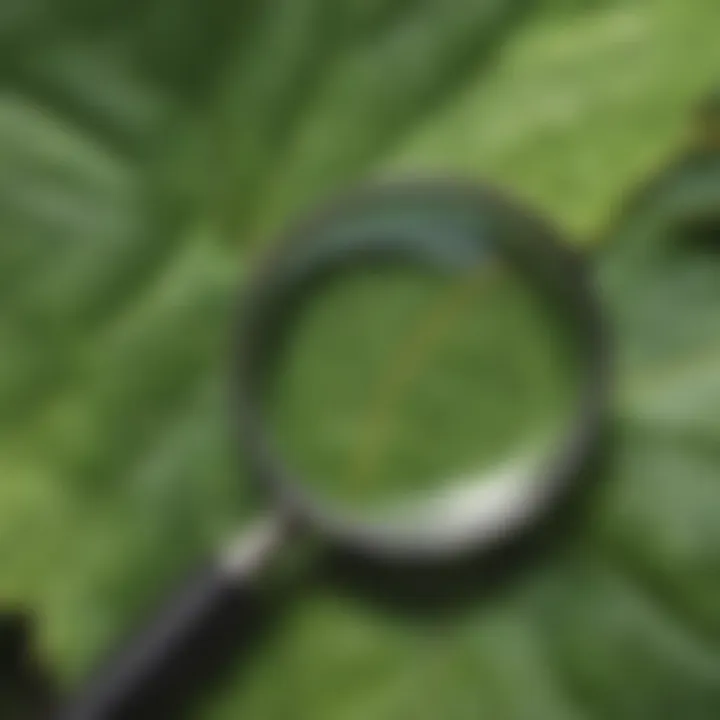 Magnifying glass over a leaf showcasing its details