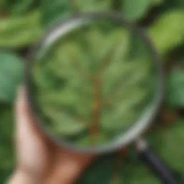 Discovering Nature's Intricacies Magnifying glass revealing intricate details of a leaf