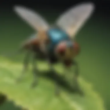 Fly Attraction Through Environmental Mimicry