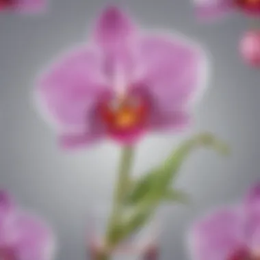 Orchid Essence Elegance Orchid essence representing luxury and sophistication