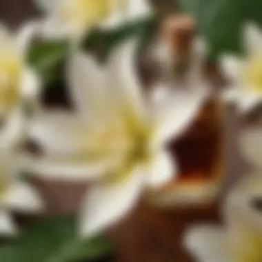 Vanilla Euphoria Vanilla extract adding sweetness and richness to perfumes