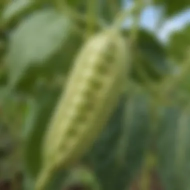 Bean Pod Maturing on the Vine