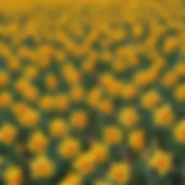 Vivid Daffodil Field