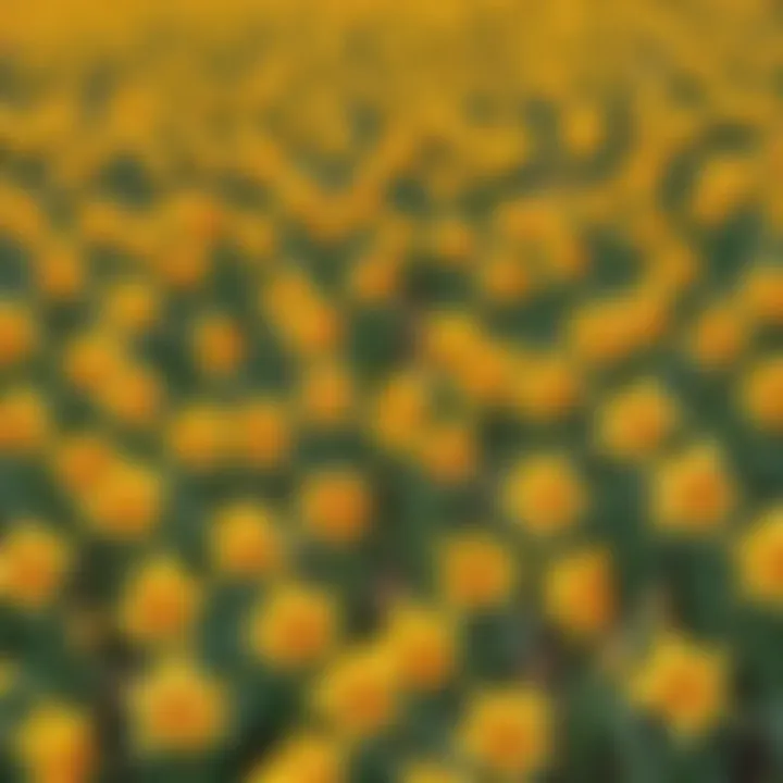 Vivid Daffodil Field