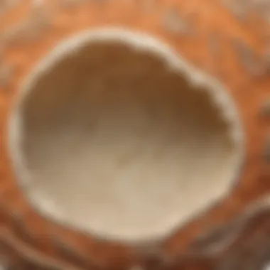 Magnified view of dino eggshell structure