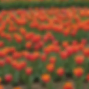 Vibrant Tulip Flower Bed