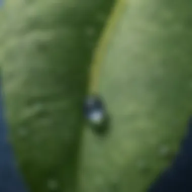 Crystal-clear water droplets forming on a leaf