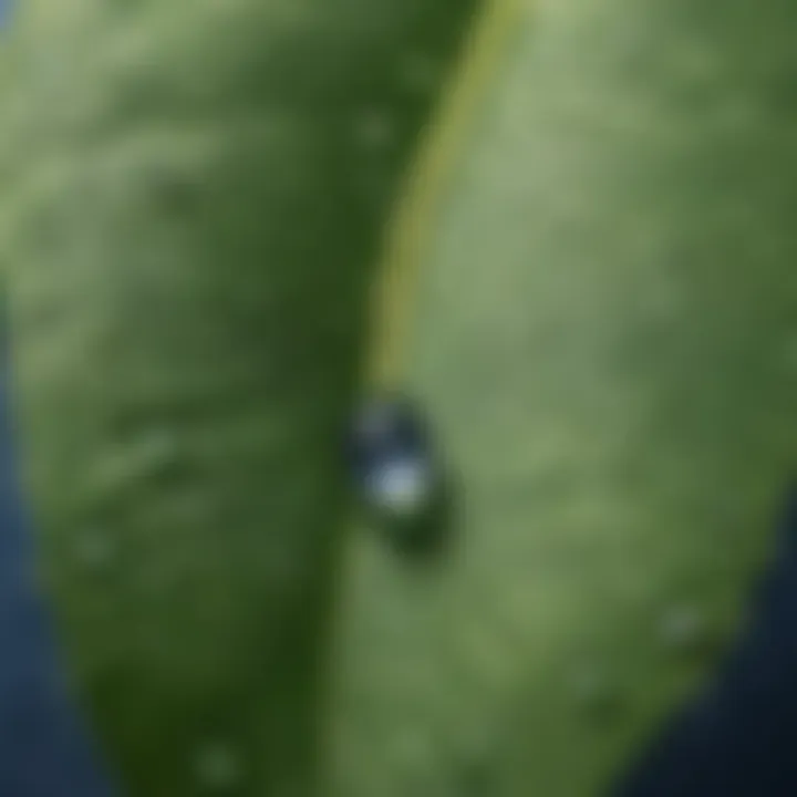 Crystal-clear water droplets forming on a leaf