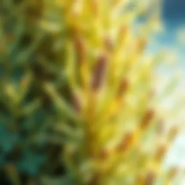 Close-up of unique salt marsh plants adapting to saline environments