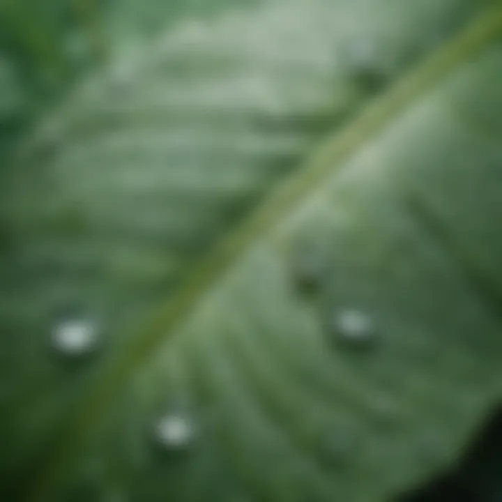 Clear water droplets on a green leaf