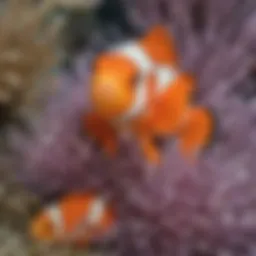 A vibrant clownfish nestled among an anemone