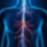 Nerve Pathways and Skin Sensitivity Illustration of nerve pathways illustrating sensitivity