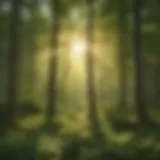 Sunlight streaming through dense forest canopy