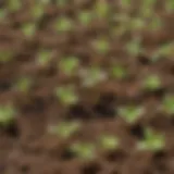 Young seedlings emerging from soil
