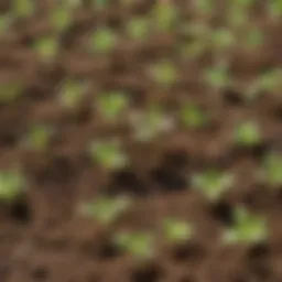 Young seedlings emerging from soil