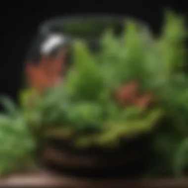 Diverse Foliage Flourishing Together Terrarium with a variety of ferns and mosses