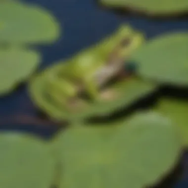 Frog's Haven: A close-up of a vibrant green frog perched on a water lily leaf, embodying the essence of life at the pond