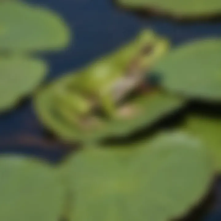 Frog's Haven: A close-up of a vibrant green frog perched on a water lily leaf, embodying the essence of life at the pond