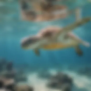 Serene Sea Turtle Gentle sea turtle gliding through crystal-clear waters