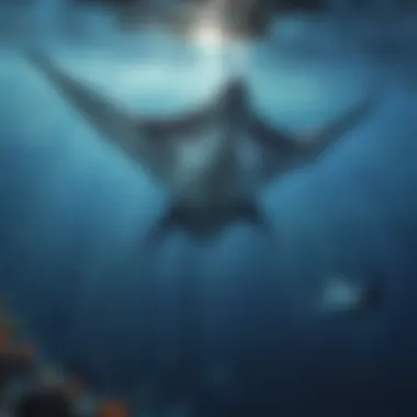 Giant manta ray gracefully gliding through the water