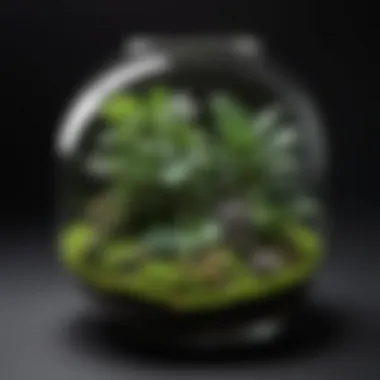 Enchanting Greenery Encased in Glass Glass terrarium container with lush green plants