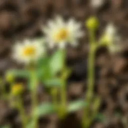 Growing Flower Seeds: A Complete Guide for Young Science Buddies Introduction