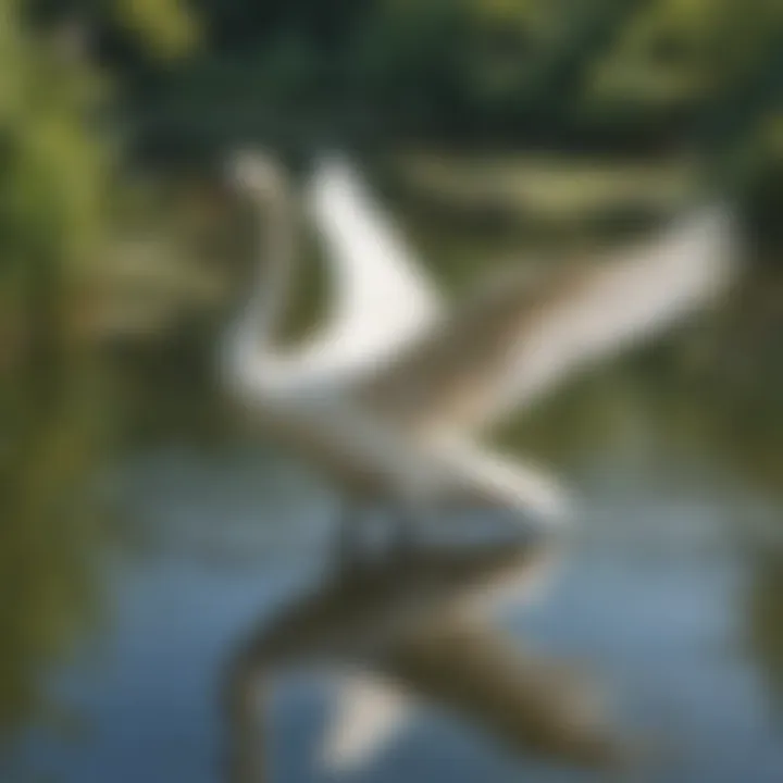 Harmony in Motion: A graceful swan gliding elegantly across the shimmering waters of the pond