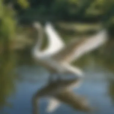 Harmony in Motion Harmony in Motion: A graceful swan gliding elegantly across the shimmering waters of the pond